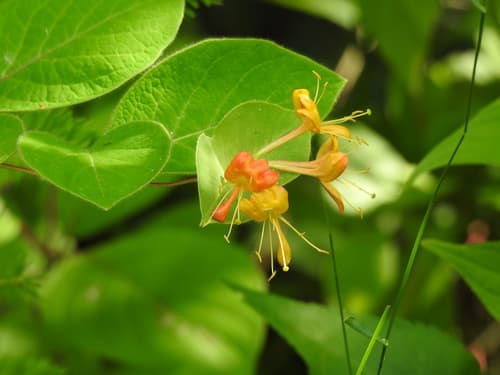 Hairy Honeysuckle Bonsai