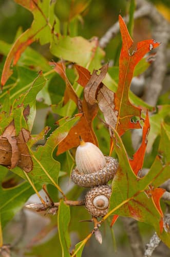 American Turkey Oak