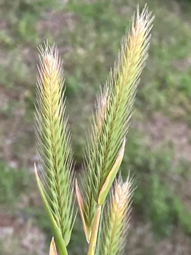 Little Barley