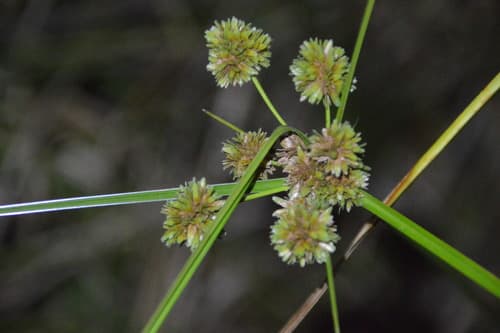 Deep-Rooted Sedge