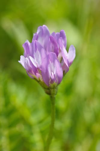 Purple Milk-vetch