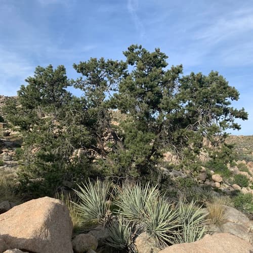 Colorado Pinyon Bonsai