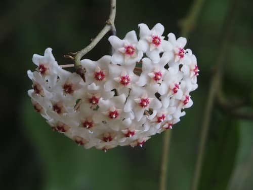 Wax Plant Bonsai