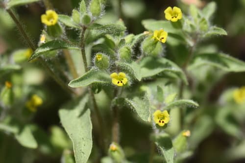 False Monkeyflower