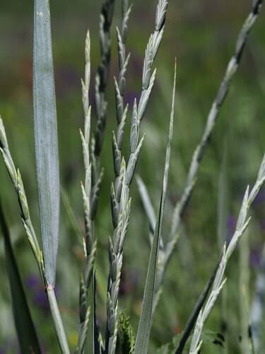Intermediate Wheatgrass