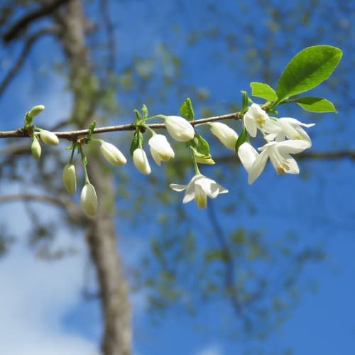 Two-wing Silverbell