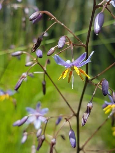 Blue Flax-lily