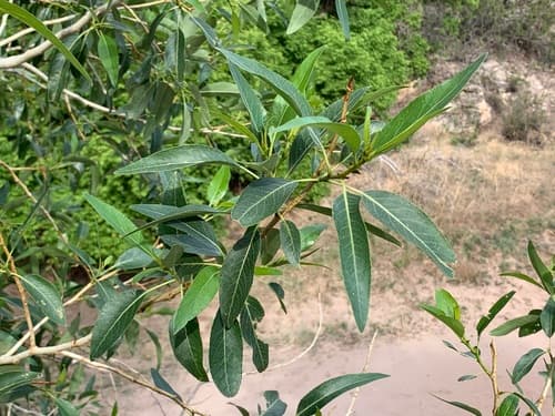 Narrowleaf Cottonwood