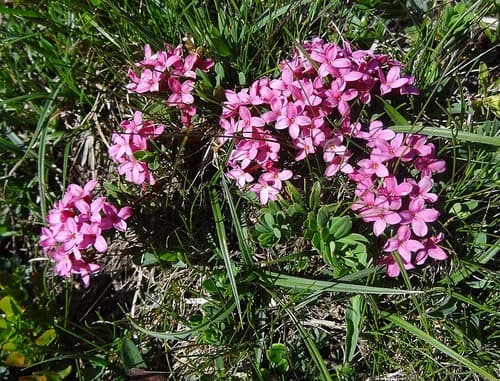 Rose Daphne