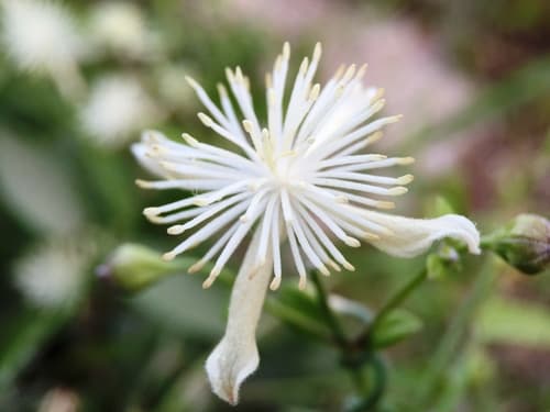 Texas virgin's bower