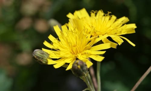New England Hawkweed