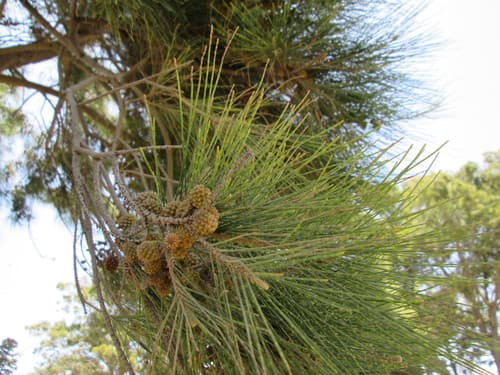 River Sheoak Bonsai