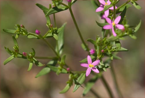 Slender Centaury