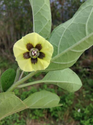 Dune Groundcherry