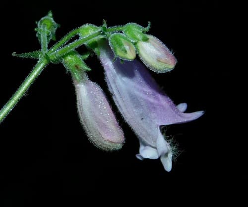 Eastern Gray Beardtongue