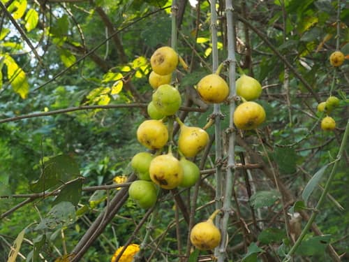 Opposite Leaf Fig