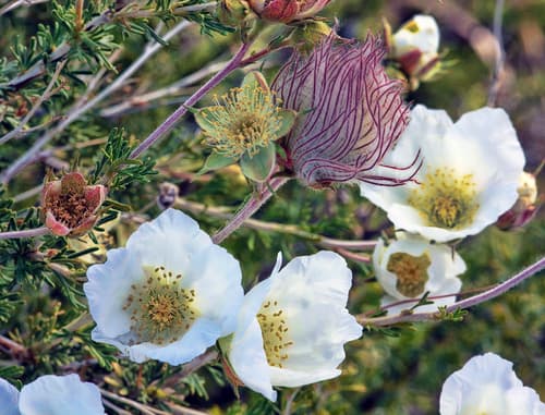 Apache Plume Plant