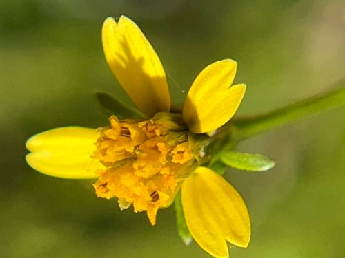 Spanish needles flower