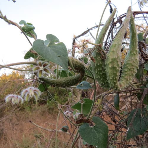 Trellis-vine