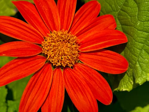 Red Sunflower