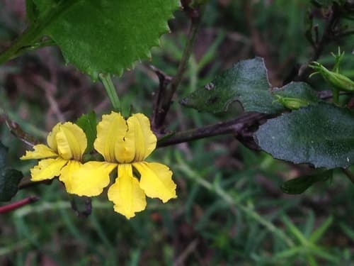 Hop Goodenia