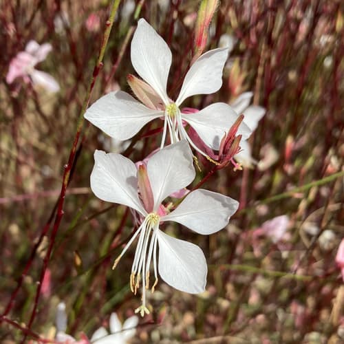 Longflower Beeblossom