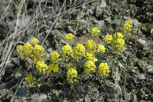 American Alyssum