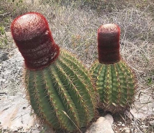 Turk's Cap Cactus