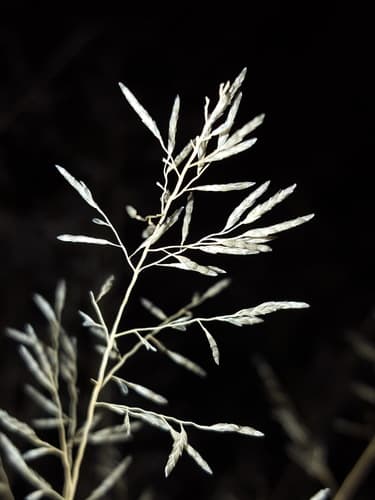 Lehmann's lovegrass
