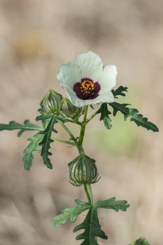 flower-of-an-hour