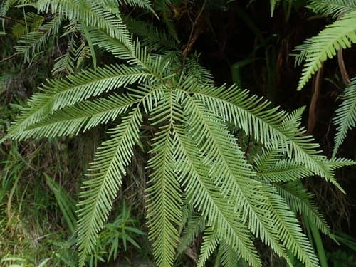 Shiny fan fern