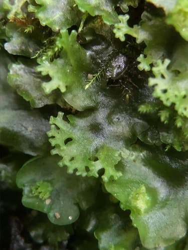 Endive Pellia