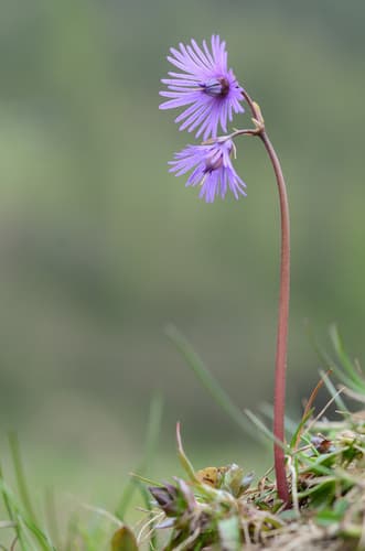 Alpine Snowbell