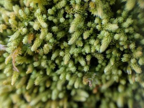 Yellow Yarn Moss