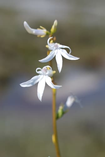 Water Lobelia