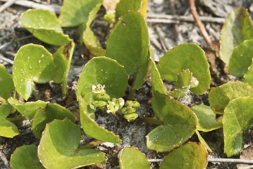 American Coinwort