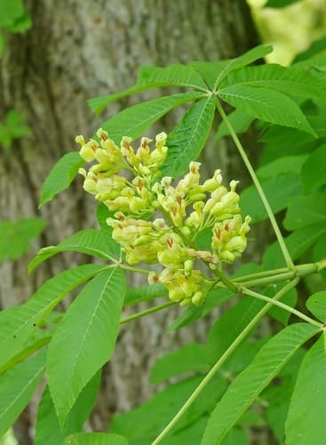 Yellow Buckeye