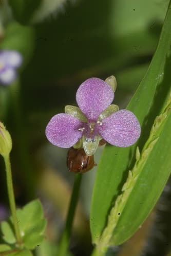 Nakedstem Dewflower