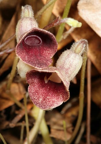 Virginia Snakeroot