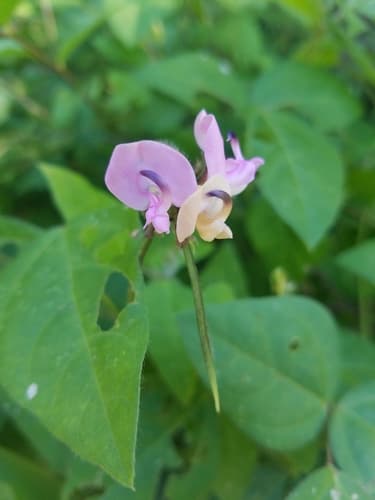 Trailing Fuzzy-Bean