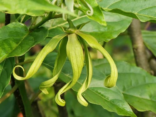 Ylang Ylang Bonsai