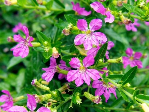 False Heather Bonsai