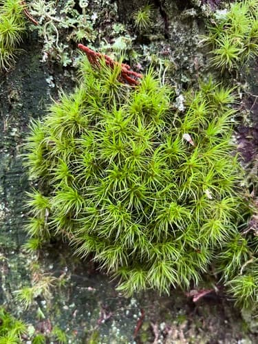 Dusky Fork-moss