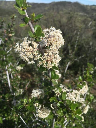 Buckbrush Bonsai