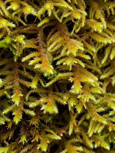 California antitrichia moss