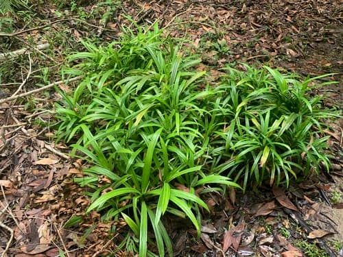 Pandan