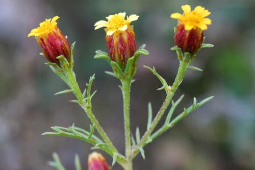 Fetid Marigold
