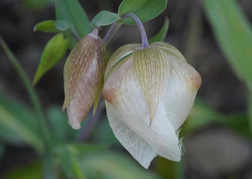 White Globe Lily