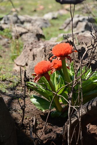 Paintbrush Lily