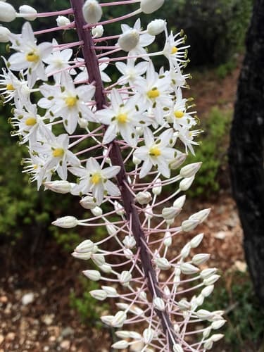 Numidian Squill